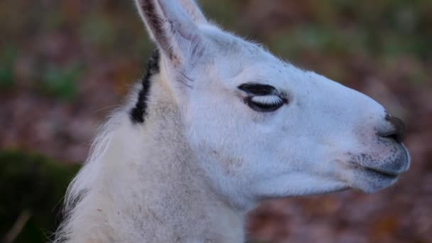 Close Llama Slunný Den Podzim — Stock video