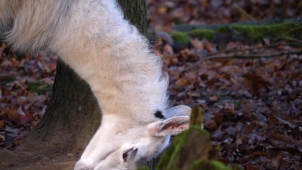 Nahaufnahme Von Lamas Einem Sonnigen Herbsttag — Stockvideo