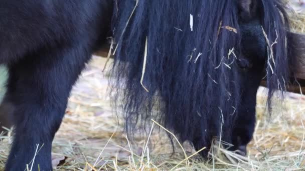 Nahaufnahme Eines Shetland Ponykopfes Der Gras Frisst — Stockvideo