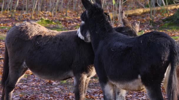 Close Donkeys Sunny Day Autumn — Stock Video