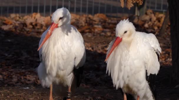Närbild Två Vita Stork Fågel Dyster Dag Hösten — Stockvideo