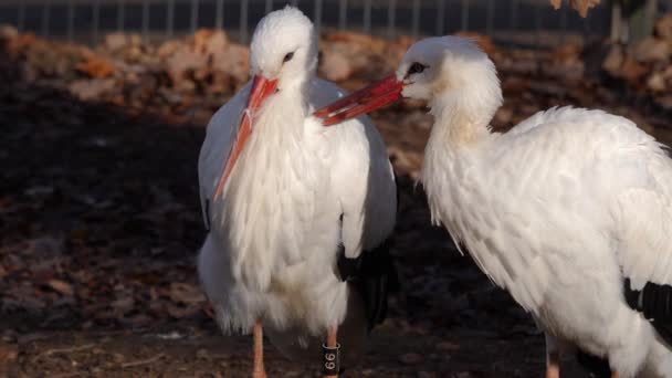 Close Dois Pássaros Cegonha Branca Dia Suuny Outono — Vídeo de Stock