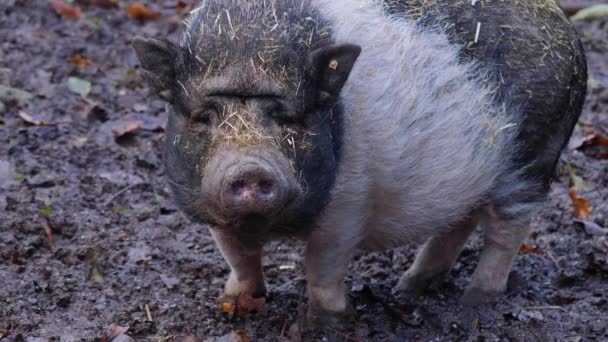 Close Pot Belly Pig Front Looking — Stock Video