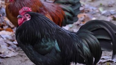Sonbaharda bir çiftliğe bakan Horoz 'un yakınına..