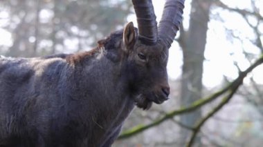 Sonbaharda bir dağ kayasındaki erkek dağ keçisi oğlak burcuna yakın..