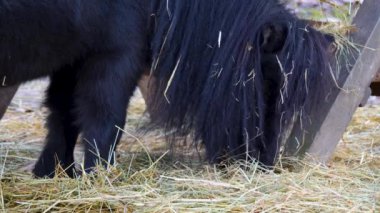 Shetland midillisinin kafası çimen yerken.