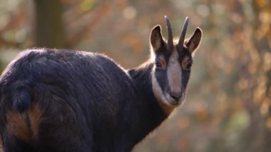 Sonbaharda güneşli bir günde, ormandaki kayalık tepeye yakın bir yerde..