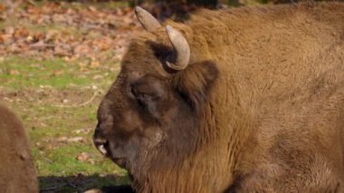 Sonbaharda güneşli bir günde Avrupa bizonunun kapanışı