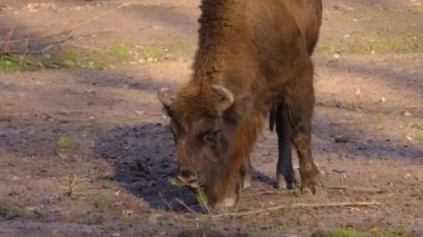 Sonbaharda güneşli bir günde Avrupa bizonunun kapanışı