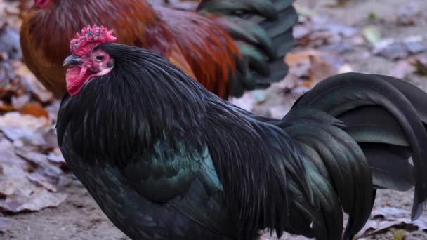 Close Rooster Looking Farm Autumn — Stock Video