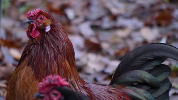 Närbild Rooster Ser Sig Omkring Gård Höst — Stockvideo