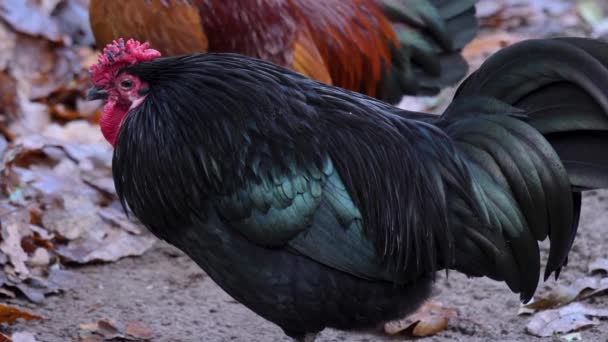 Närbild Rooster Ser Sig Omkring Gård Höst — Stockvideo