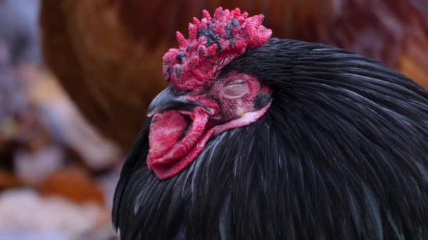 Närbild Rooster Ser Sig Omkring Gård Höst — Stockvideo