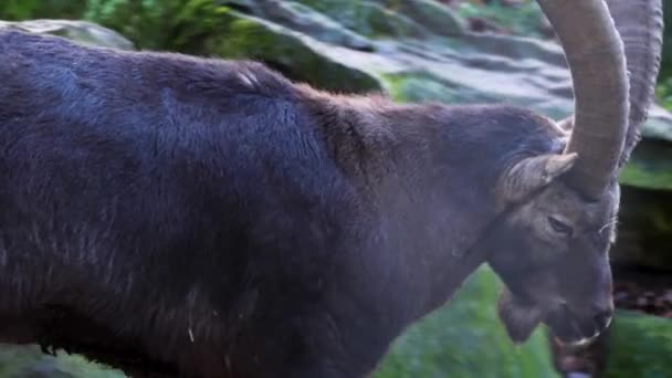 Primo Piano Maschio Stambecco Alpino Capricorno Una Roccia Montagna Autunno — Video Stock