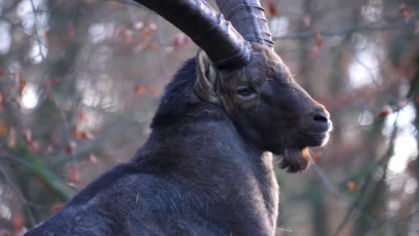 Primo Piano Maschio Stambecco Alpino Capricorno Una Roccia Montagna Autunno — Video Stock