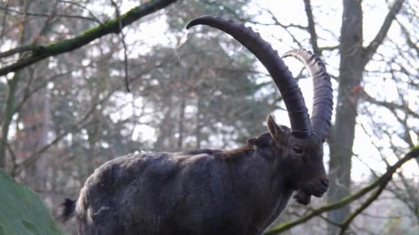 Dekat Alpine Ibex Capricorn Gunung Batu Musim Gugur Melihat Kamera — Stok Video