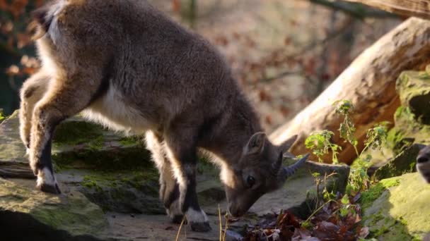 Primer Plano Gamuza Colina Rocosa Bosque Día Soleado Otoño — Vídeos de Stock