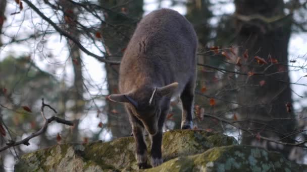 Primo Piano Del Camoscio Bambino Sulla Collina Rocciosa Nel Bosco — Video Stock