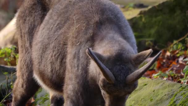 Großaufnahme Des Steinbockbabys Steinbock Das Herbst Einen Felsen Hinuntergeht — Stockvideo