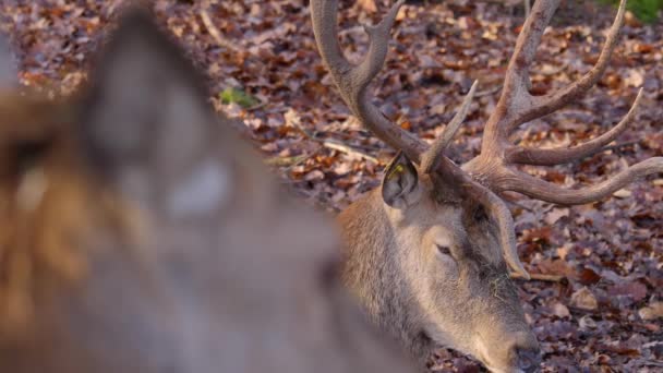 Gros plan du cerf rouge avec foyer à crémaillère en automne
