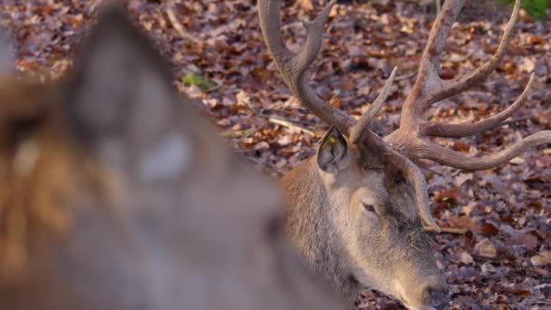 Gros Plan Cerf Rouge Avec Foyer Crémaillère Automne — Video