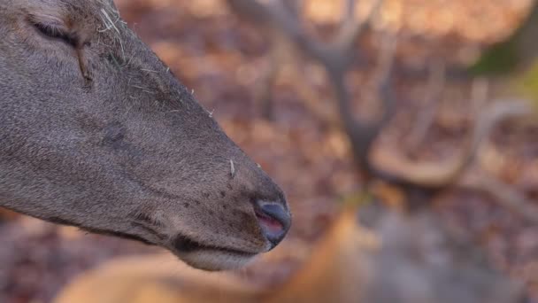 Close Van Twee Rode Herten Met Rack Focus Een Zonnige — Stockvideo