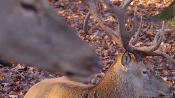 Close Van Rood Hert Met Rack Focus Herfst — Stockvideo