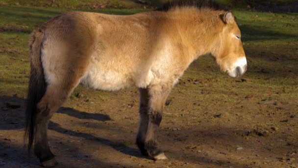 Mittlere Aufnahme Von Przewalskis Pferd Einem Sonnigen Herbsttag — Stockvideo