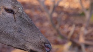 Güz aylarında güneşli bir günde erkek geyiğe odaklanan dişi kızıl geyiğe yakın dur.