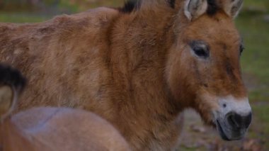 Sonbaharda güneşli bir günde przewalski atının kapanışı.