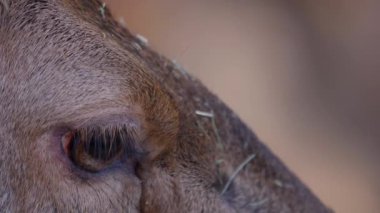 Sonbaharda güneşli bir günde dişi kızıl geyiğin gözünü kapat.