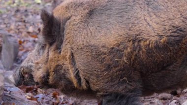 Güneşli bir sonbaharda, yaban domuzu kafasını kapat.