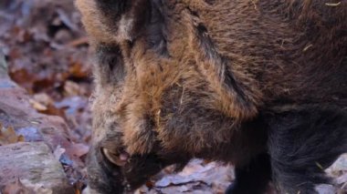 Güneşli bir sonbaharda, yaban domuzu kafasını kapat.
