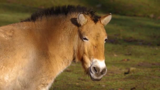 Μέτριο Πλάνο Του Αλόγου Του Przewalski Την Ηλιόλουστη Μέρα Του — Αρχείο Βίντεο