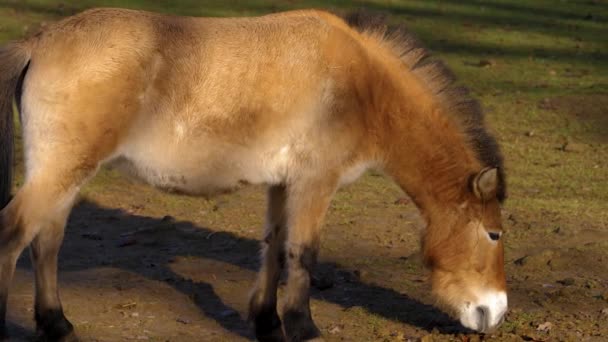 Primer Plano Del Caballo Przewalskis Día Soleado Otoño — Vídeos de Stock