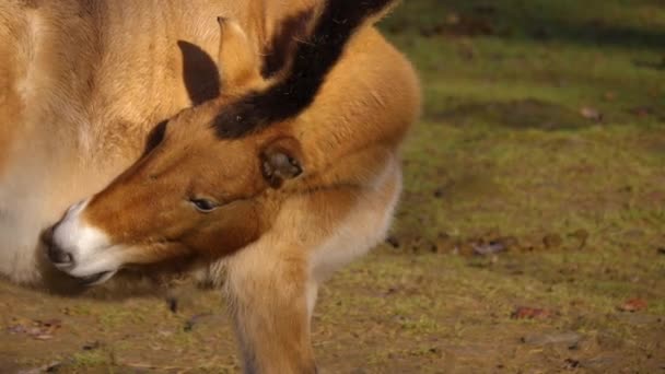 Närbild Przewalskis Häst Solig Dag Hösten — Stockvideo