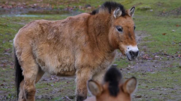 Närbild Przewalskis Häst Solig Dag Hösten — Stockvideo