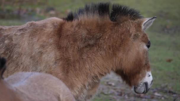 Primo Piano Del Cavallo Przewalskis Una Giornata Sole Autunno — Video Stock