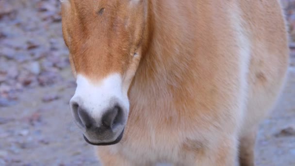 Primo Piano Del Cavallo Przewalskis Una Giornata Sole Autunno — Video Stock