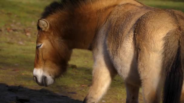 Primo Piano Del Cavallo Przewalskis Una Giornata Sole Autunno — Video Stock