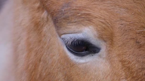 Κλείσιμο Των Przewalskis Μάτια Άλογο Μια Ηλιόλουστη Μέρα Φθινόπωρο — Αρχείο Βίντεο