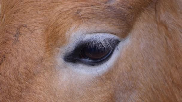 秋の晴れた日にはプシェワルスキーの馬の目を閉じて — ストック動画