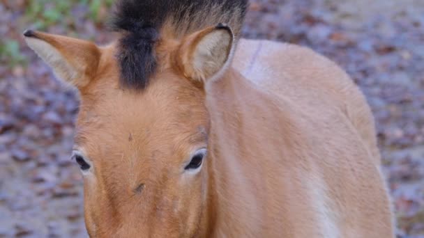 Közelkép Przewalski Lováról Őszi Napsütéses Napon — Stock videók