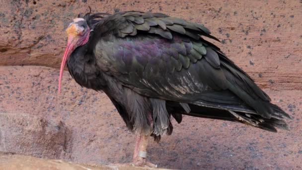 Närbild Norra Skalliga Ibis Stående Klippa — Stockvideo