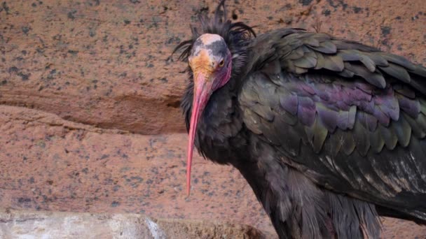 Närbild Norra Skalliga Ibis Stående Klippa — Stockvideo