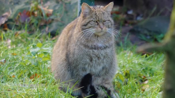 Närbild Europeiska Vilda Katt Sitter Gräs Och Ser Sig Omkring — Stockvideo
