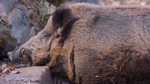 Close Cabeça Porco Javali Selvagem Dia Ensolarado Outono — Vídeo de Stock