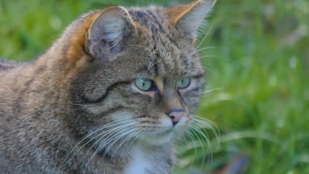 ヨーロッパの野生の猫の草の中に座って 秋の晴れた日に周りを見回すのを閉じます — ストック動画