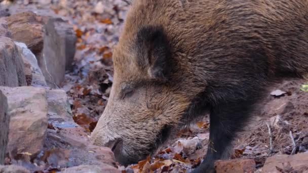 Sluiten Van Wild Zwijn Varkenskop Een Zonnige Dag Herfst — Stockvideo