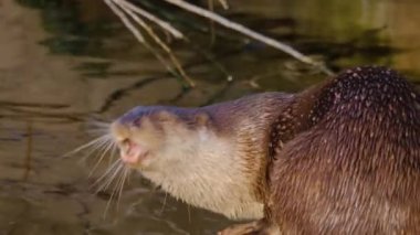 Sonbaharda güneşli bir günde, göl kenarındaki su samurunu kapat..